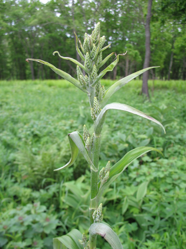 Image of genus Veratrum specimen.