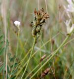 Astragalus austrosibiricus. Верхняя часть цветоноса с отцветшим соцветием с завязавшимися плодами. Хакасия, окр. с. Аршаново, разнотравно-ковыльно-типчаковая степь. 24.07.2016.