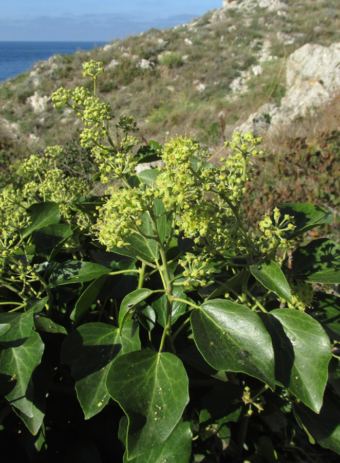 Image of Hedera helix specimen.