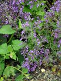 Teucrium orientale