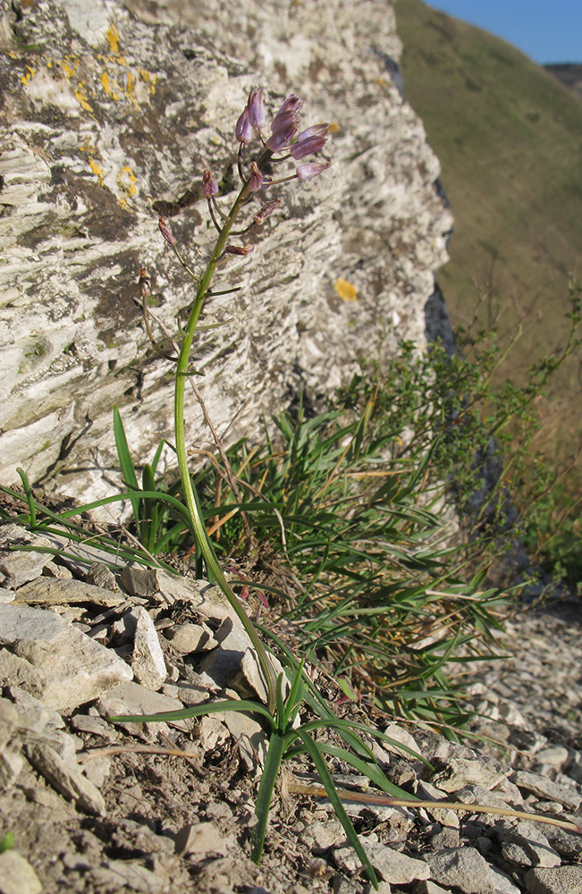 Image of Prospero autumnale specimen.