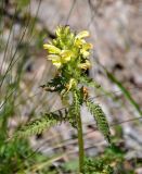 Pedicularis sibthorpii. Верхушка побега с соцветием. Кабардино-Балкария, Эльбрусский р-н, пик Терскол, выс. ≈ 3000 м н.у.м., каменистый склон. 14.07.2016.