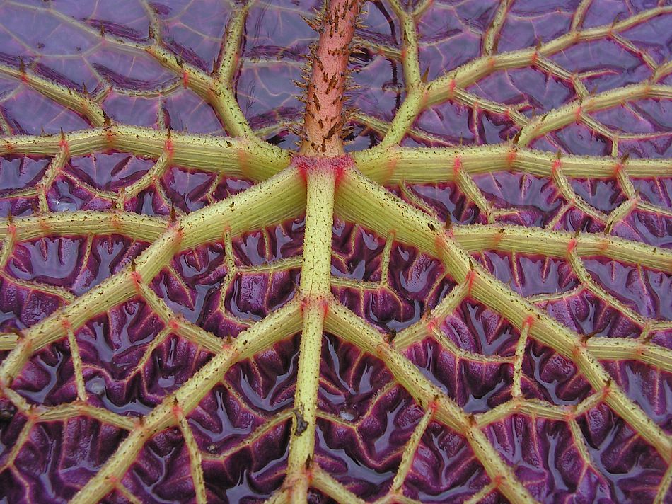 Изображение особи Euryale ferox.