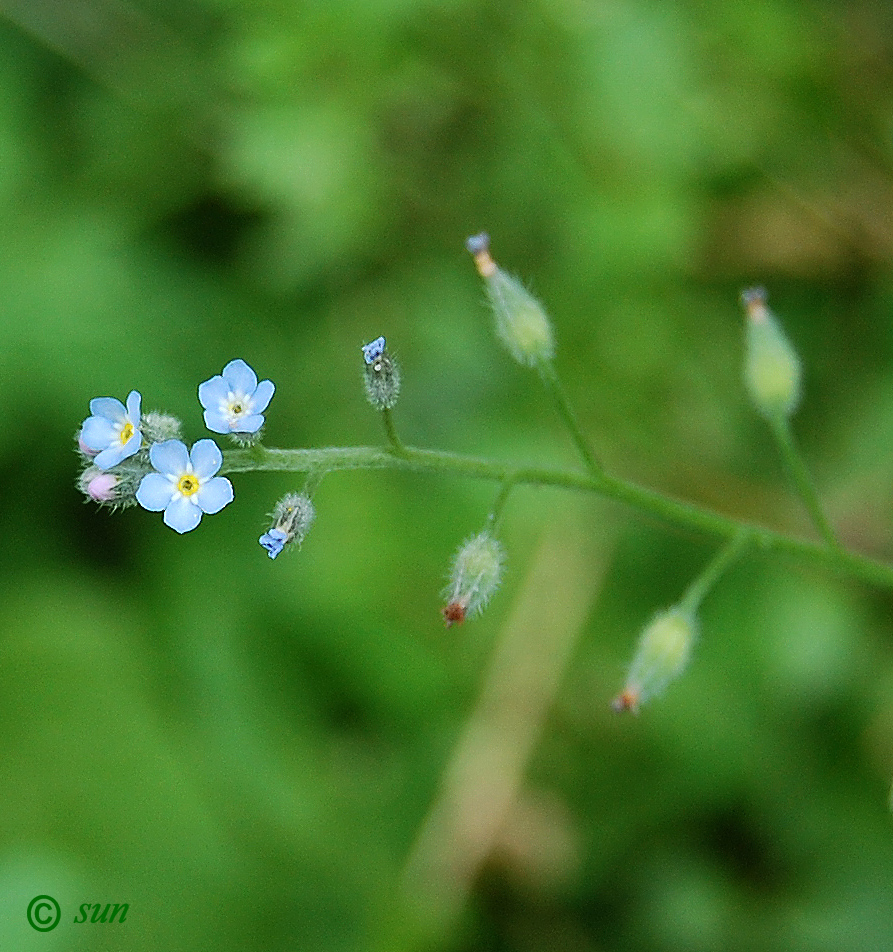 Изображение особи Myosotis arvensis.