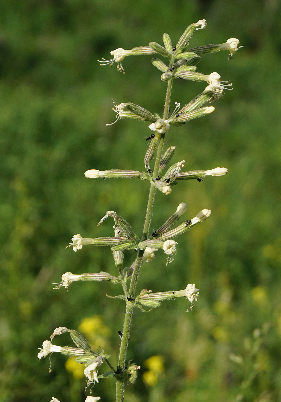 Изображение особи Silene viscosa.