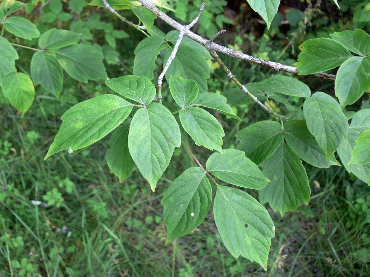Image of Acer negundo specimen.