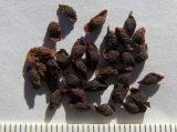 Pardanthopsis dichotoma