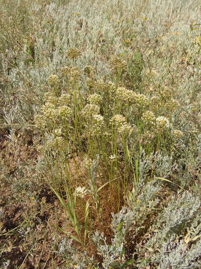 Image of Allium flavescens specimen.