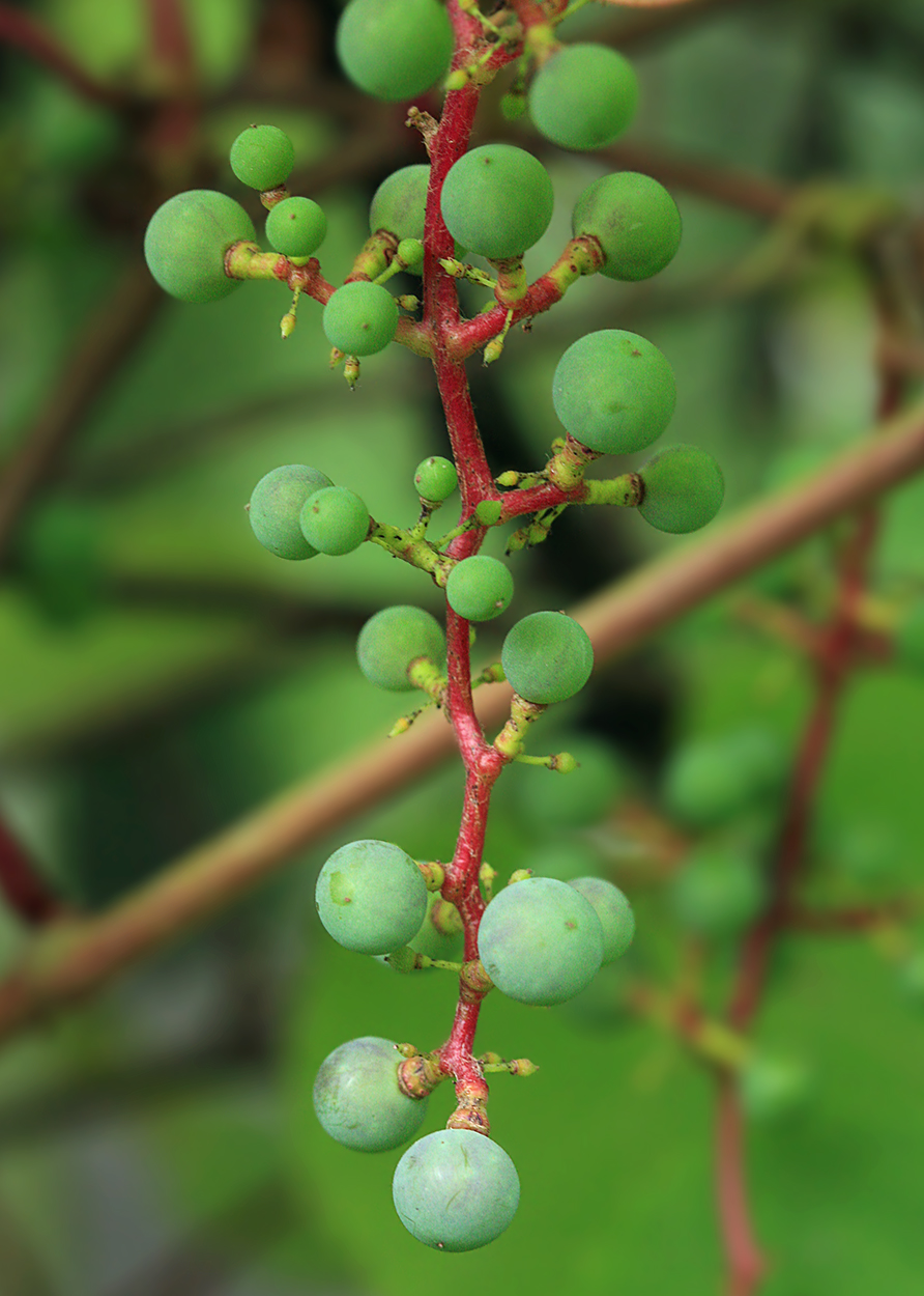 Изображение особи Vitis coignetiae.