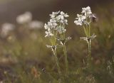 Anemonastrum sibiricum. Цветущее растение. Восточный Саян, хр. Большой Саян, басс. р. Тисса, басс. р. Хараганта, горная тундра. 21.07.2015.