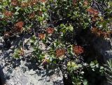 Spiraea trilobata