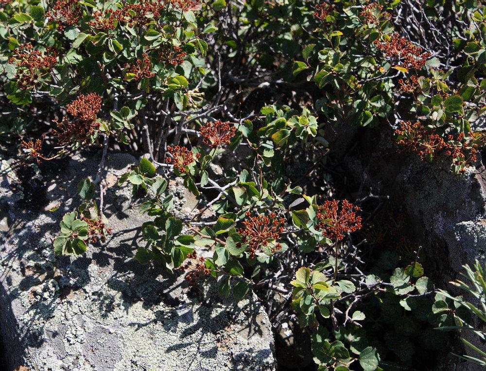 Изображение особи Spiraea trilobata.