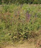 Salvia deserta