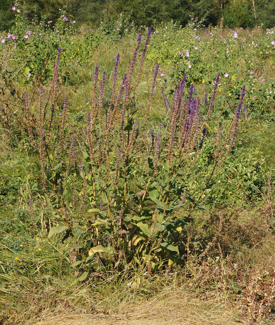 Изображение особи Salvia deserta.