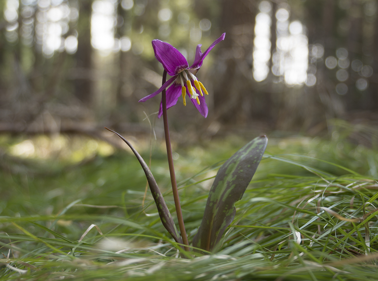 Изображение особи Erythronium sibiricum.