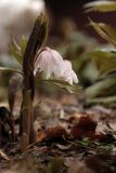 Helleborus thibetanus