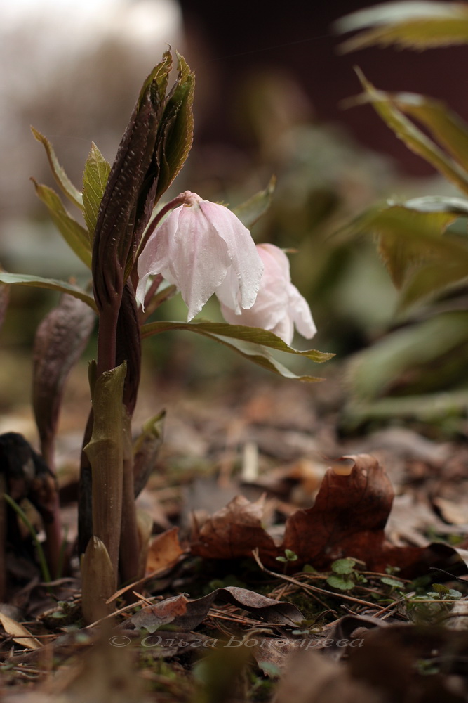 Изображение особи Helleborus thibetanus.
