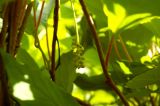 Schisandra chinensis