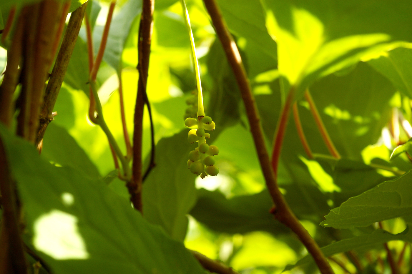Изображение особи Schisandra chinensis.