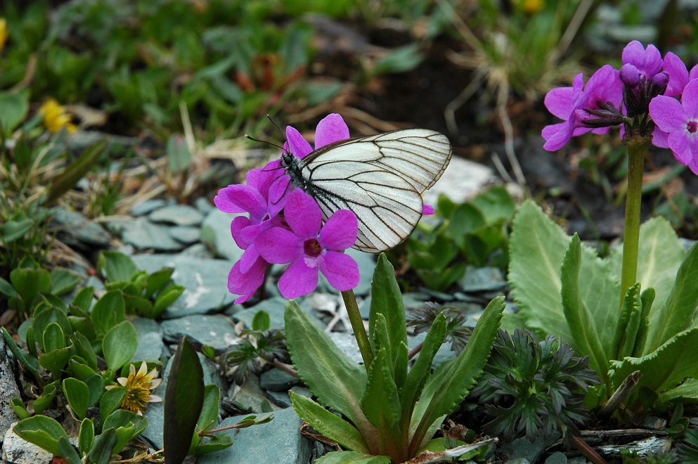 Изображение особи Primula nivalis.