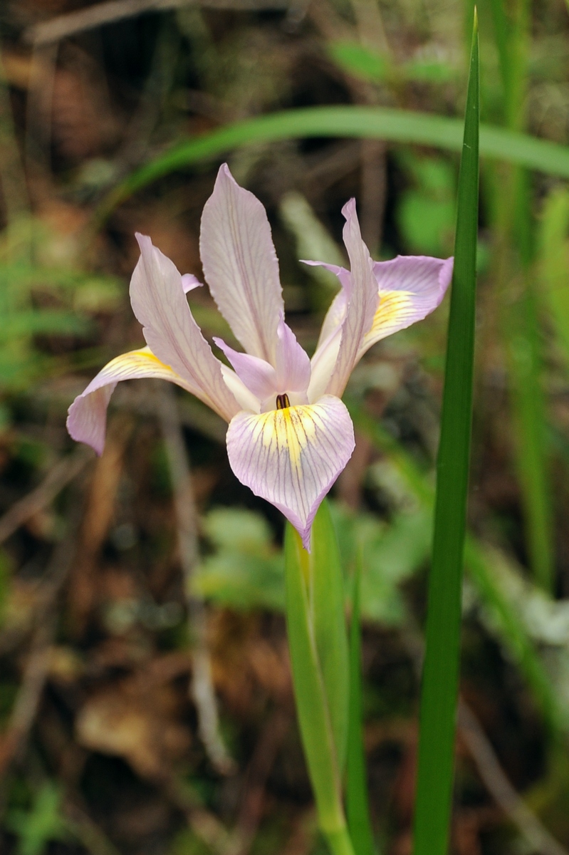 Изображение особи Iris douglasiana.