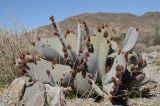 Opuntia basilaris. Растение с бутонами. США, Калифорния, Joshua Tree National Park, пустыня Колорадо. 01.03.2017.