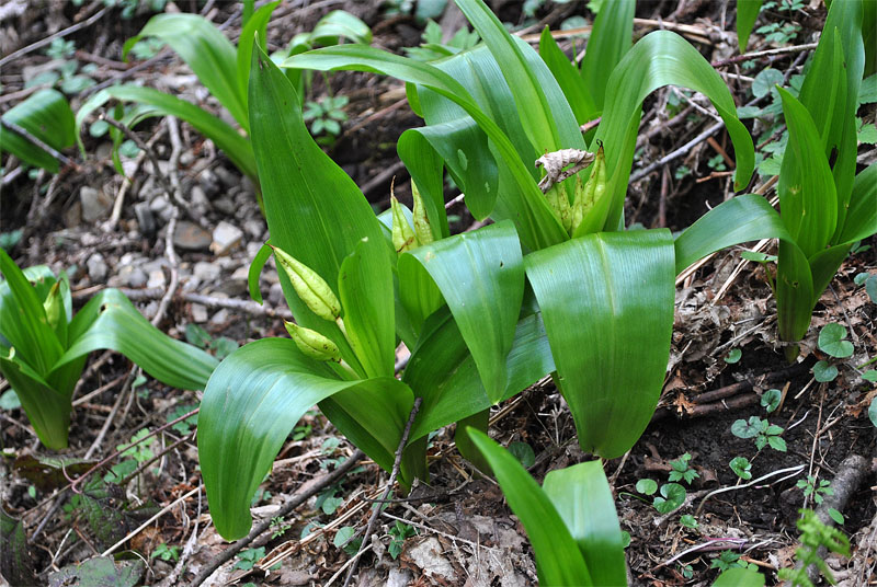 Image of Colchicum speciosum specimen.