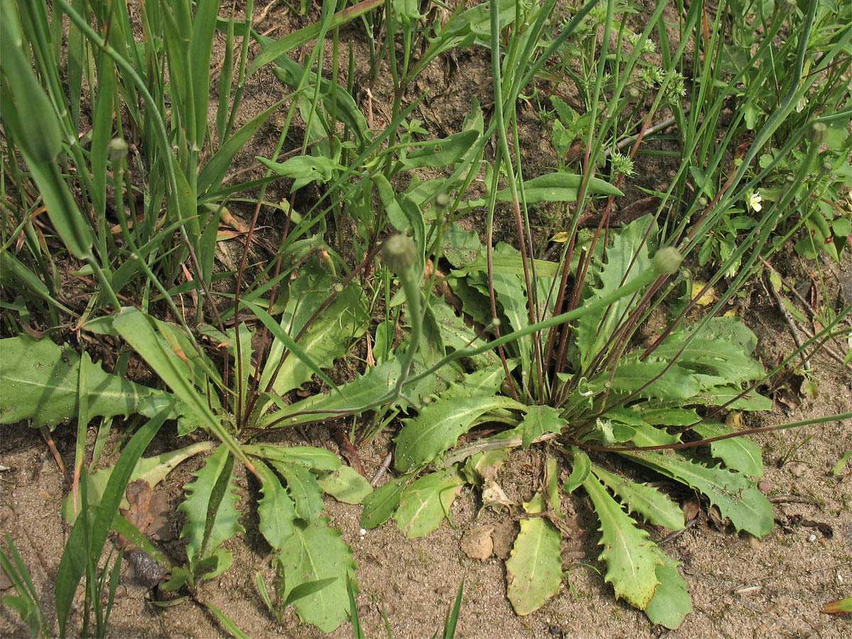 Image of Arnoseris minima specimen.