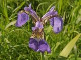 Iris setosa