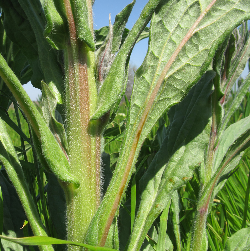 Изображение особи Cynoglossum officinale.