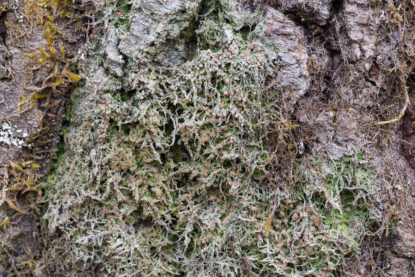 Image of Mycobilimbia carneoalbida specimen.