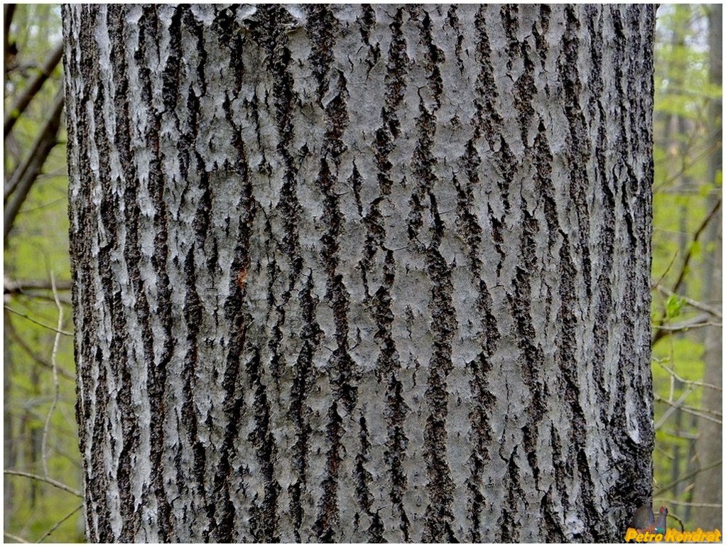 Image of Populus tremula specimen.