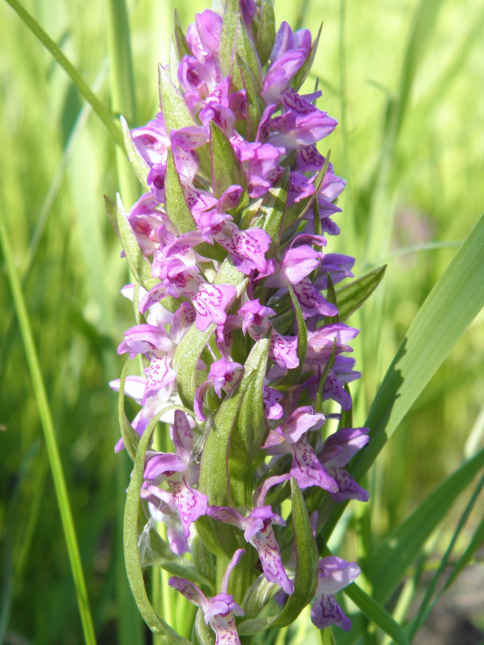 Изображение особи Dactylorhiza incarnata.