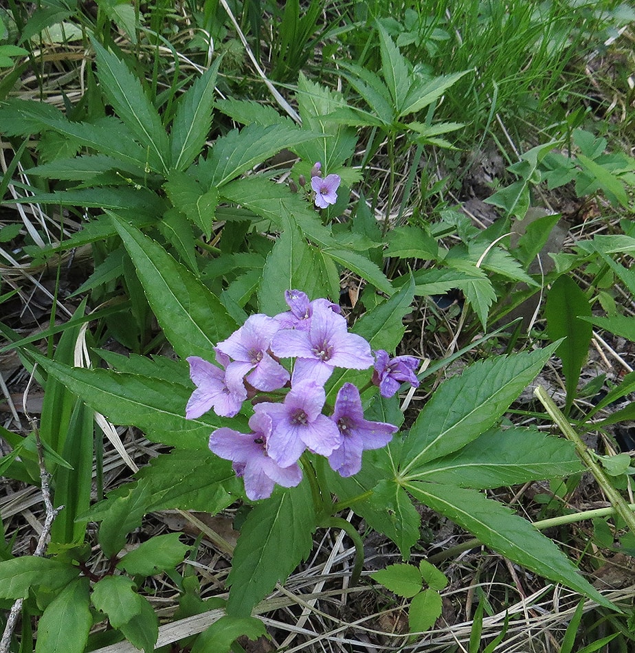 Изображение особи Cardamine pentaphyllos.