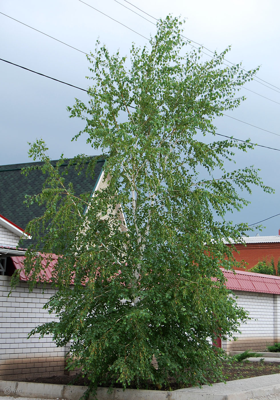 Изображение особи Betula pendula.