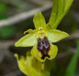 Ophrys lutea ssp. galilaea