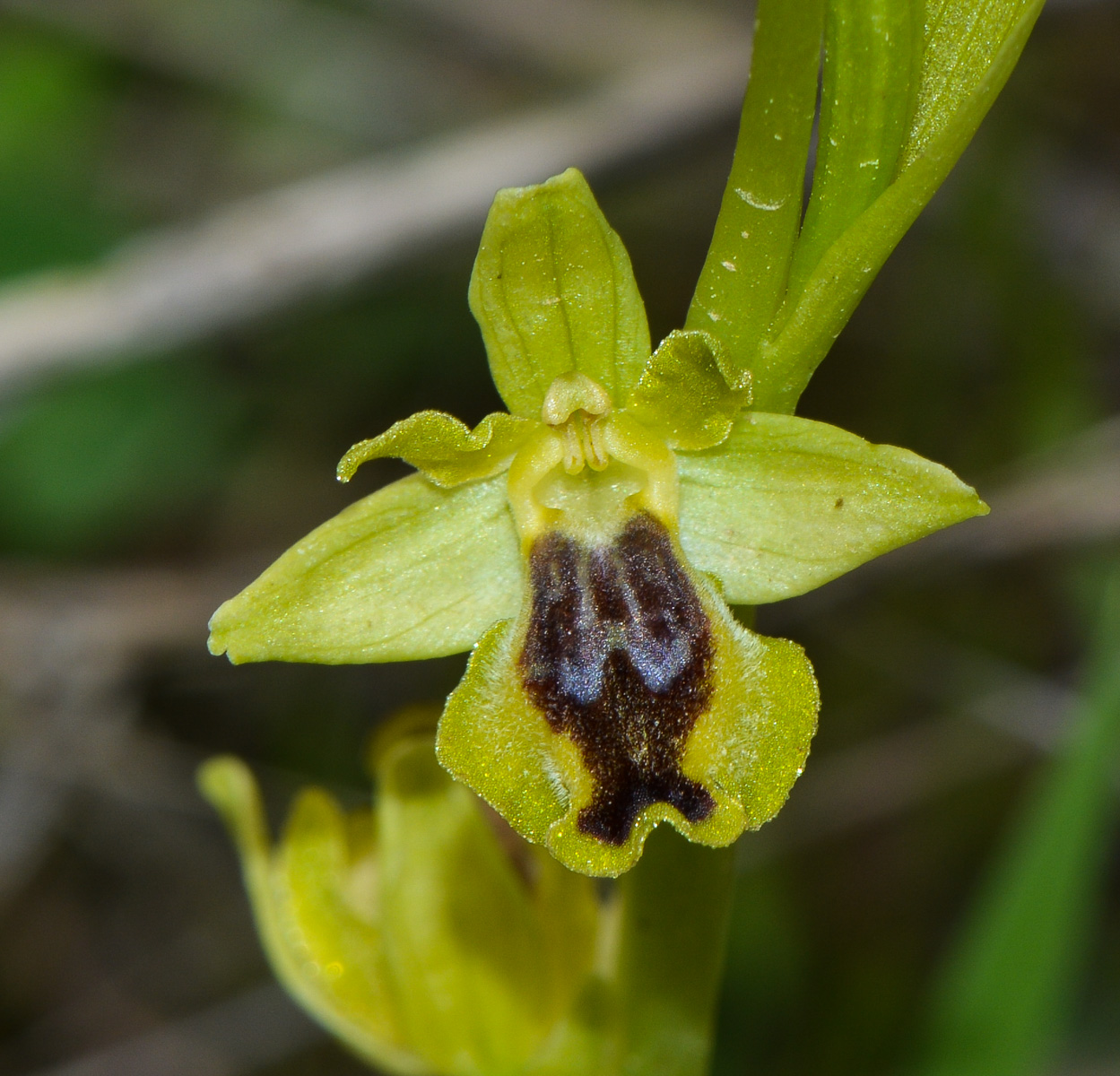 Изображение особи Ophrys lutea ssp. galilaea.