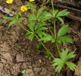 Ranunculus