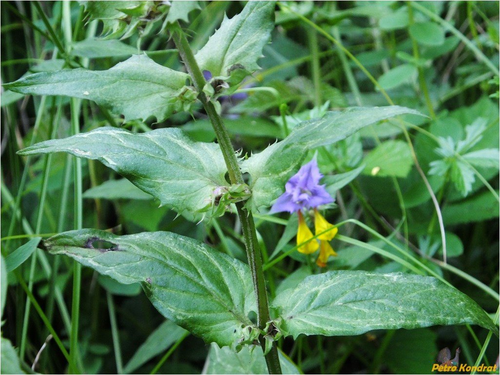 Image of Melampyrum nemorosum specimen.