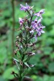 Dactylorhiza fuchsii. Отцветающе соцветие. Беларусь, Минская обл., Дзержинский р-н, Негорельский сельский совет, недалеко от остановочного пункта Асино, берег лесного ручья. 15.07.2017.