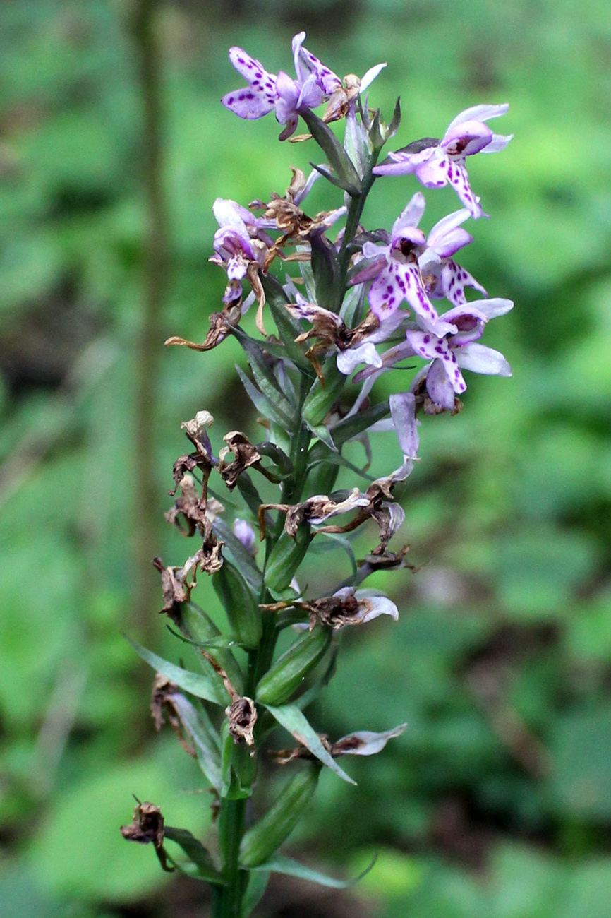 Image of Dactylorhiza fuchsii specimen.