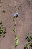 Cichorium intybus