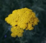 Achillea filipendulina. Соцветие с питающимися насекомыми. Пермский край, г. Пермь, Кировский р-н, газон у административного здания, в культуре. 21.07.2017.