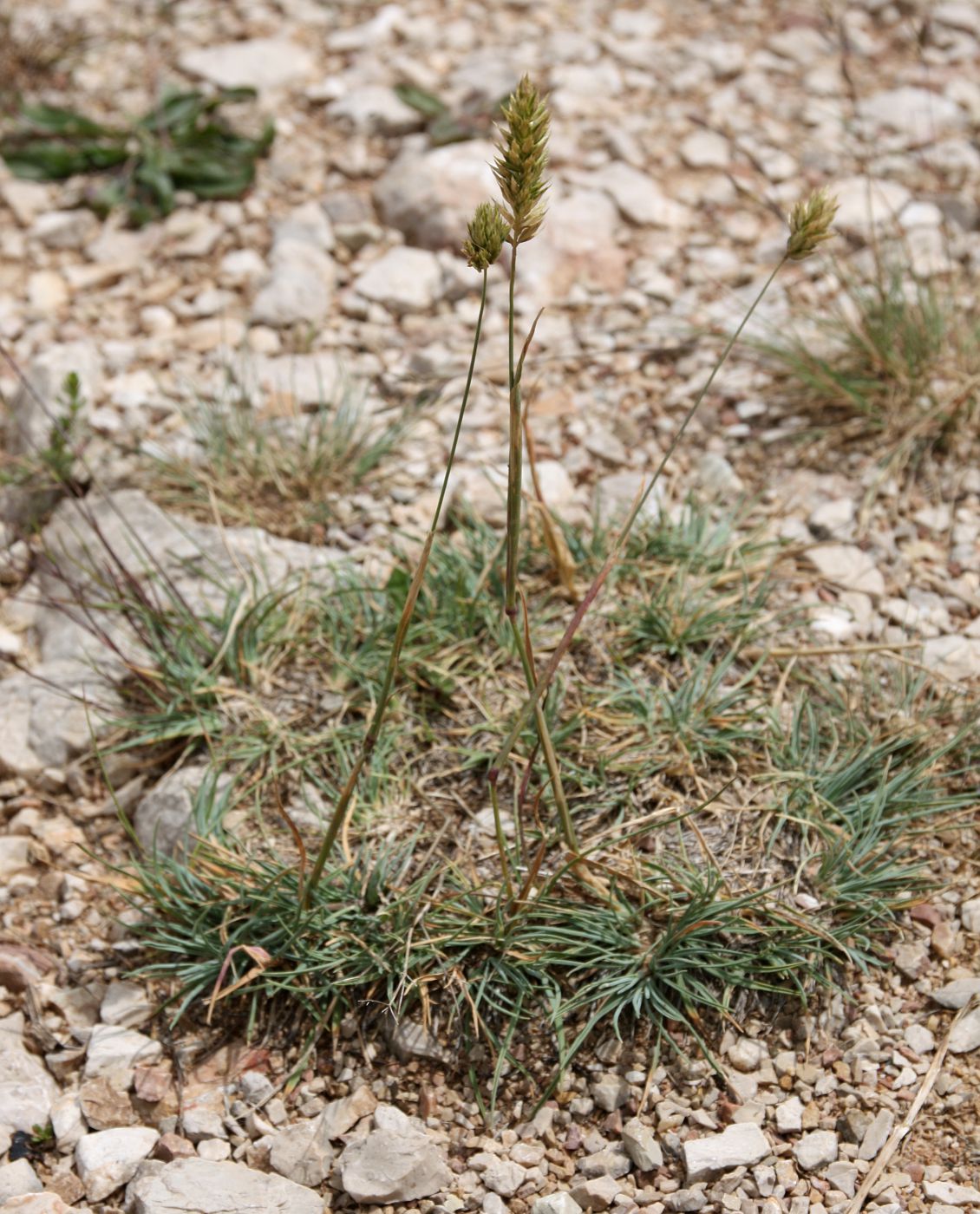Image of Koeleria brevis specimen.