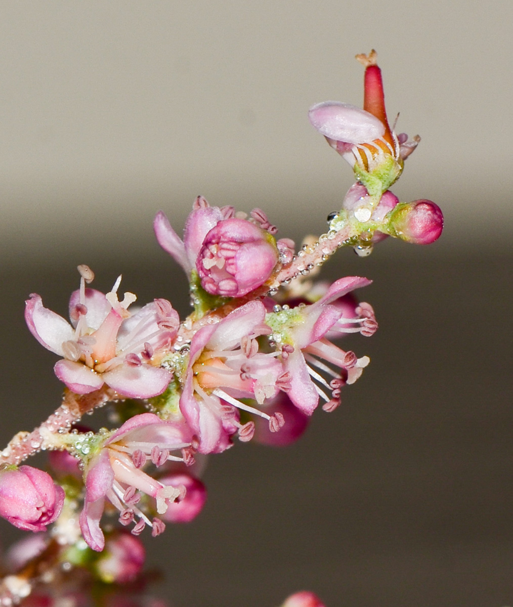 Image of Tamarix passerinoides specimen.
