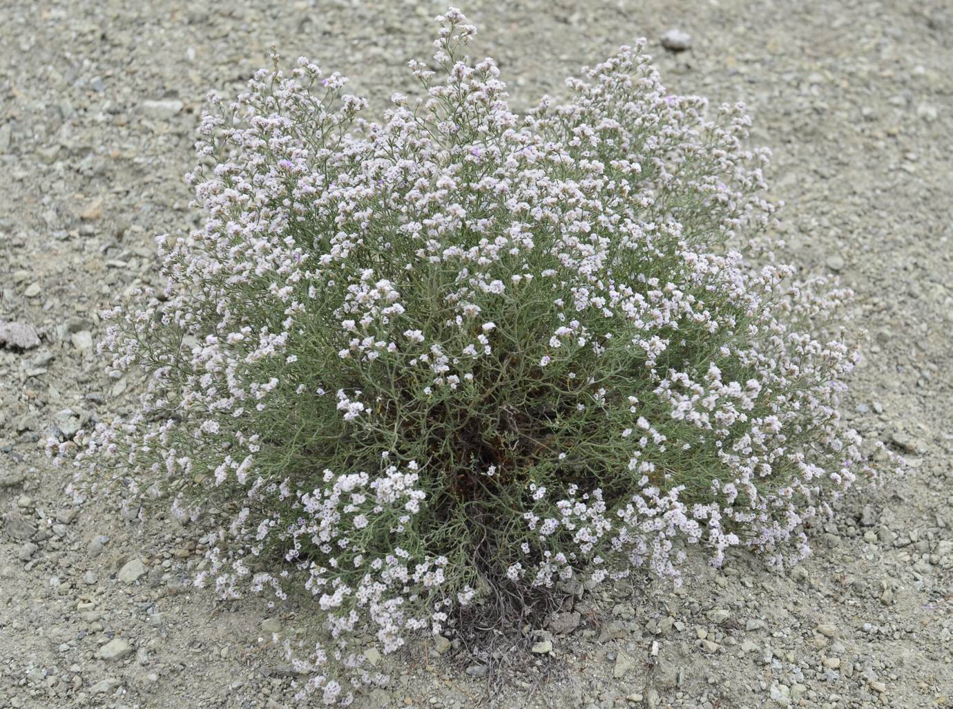 Image of Limonium macrorhizon specimen.