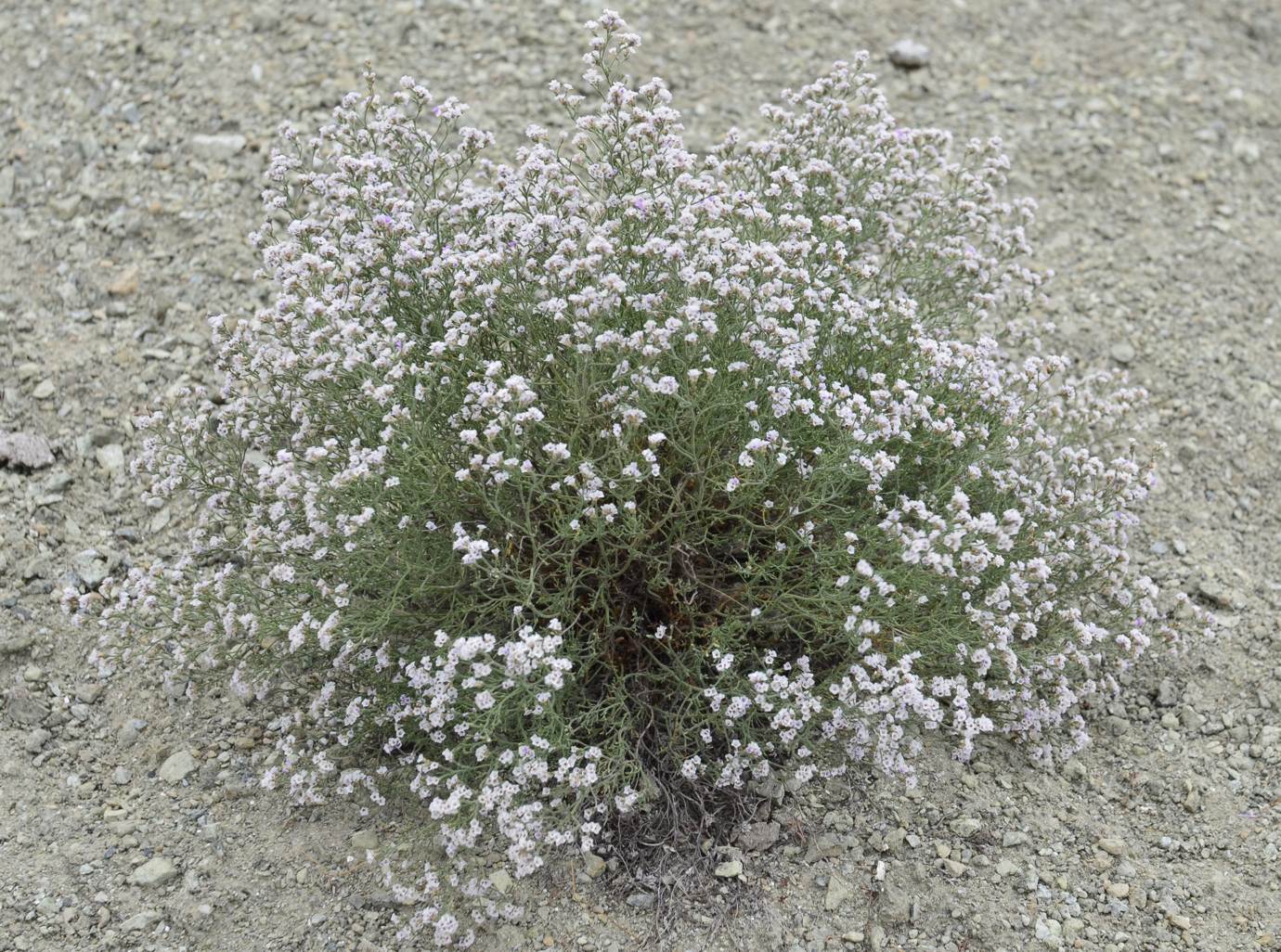 Изображение особи Limonium macrorhizon.