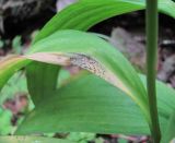 Allium victorialis