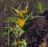 Scolymus hispanicus