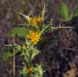 Scolymus hispanicus. Верхушка цветущего растения. Крым, Cевастополь, вершина Сапун-Горы, поляна. 14.08.2017.